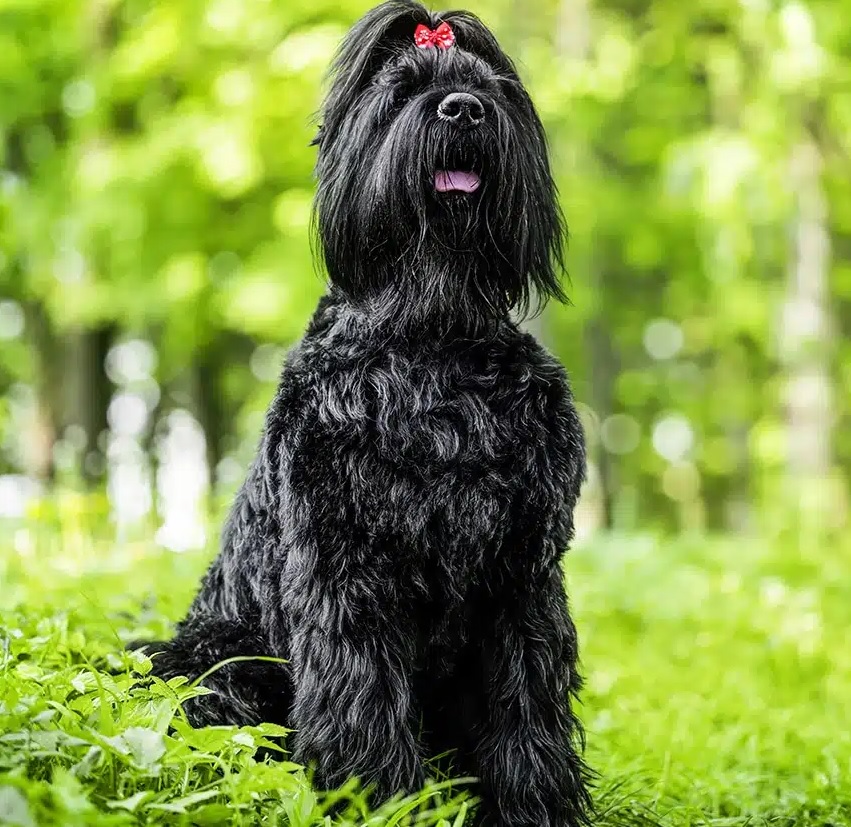 Black Russian Terrier happily outdoors at SitsHappen Randburg