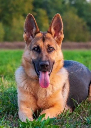 German Shepard SitsHappen Randburg