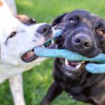Dogs playing and socialising during full-day daycare at Sits Happen in Randburg.