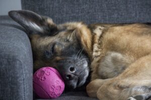 Comfortable sleeping area Relaxed dogs Safe environment at Sits Happne
