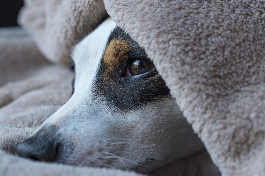 dog, jack russel, sleep, look, terrier, cute, russel, jack, snout, pet, animal, nature, canine at Sits Happen