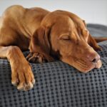 Comfortable overnight boarding for dogs at Sits Happen in Randburg.