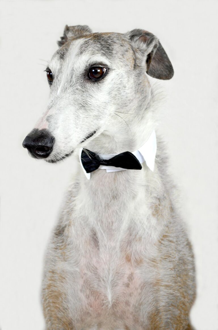 Dog wearing a bow tie, representing professional and caring training at SitsHappen