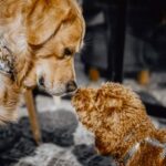 Puppy learning basic obedience during positive reinforcement training at Sits Happen.