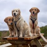 Full Day Play – energetic play and socialisation all day long Half Day Play – shorter sessions for busy owners 🐾 Overnight Stay – safe, comfortable boarding with plenty of care Pet Training – puppy classes, obedience lessons, and one‑on‑one coaching