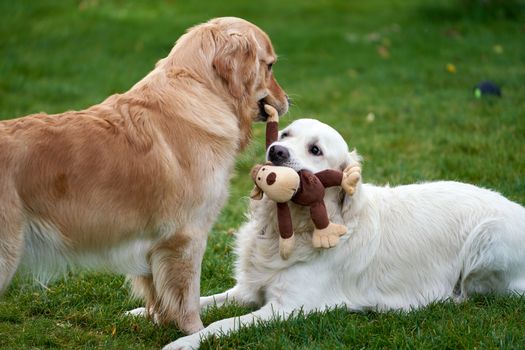 Positive reinforcement at Sits Happen