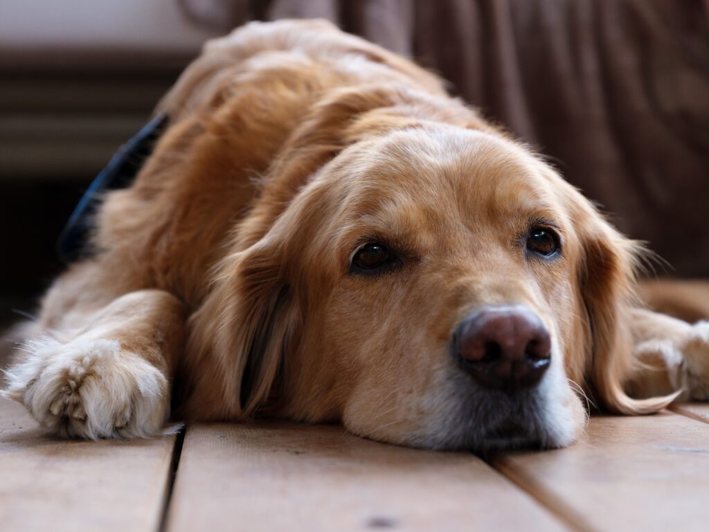 Senior dog enjoying a peaceful and relaxing day at Sits Happen Dog Daycare in Randburg.