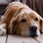 Senior dog enjoying a peaceful and relaxing day at Sits Happen Dog Daycare in Randburg.