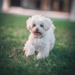 Dog running on the grass at Sits Happen Dog Daycare in Randburg.