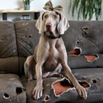 Puppy learning basic obedience during positive reinforcement training at Sits Happen.