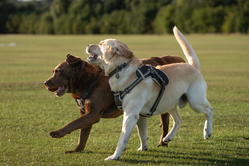 Dogs playing Dogs socialising Outdoor play at Sits Happen