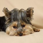 Adorable Yorkshire Terrier puppy lying down indoors with a calm expression, showcasing its furry ears and tan fur at Sits Happen Dog Daycare in Randburg