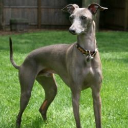 Greyhound happily outdoors at SitsHappen Randburg
